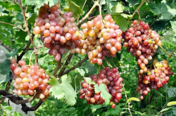 分析葡萄近年来的种植前景