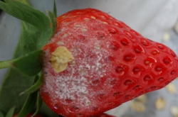 草莓白粉病如何控制，如何灌溉？