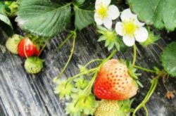 草莓盖塑料薄膜后如何施肥？