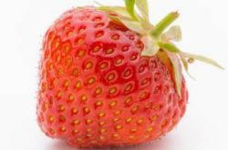 草莓在开花期可以施肥吗？