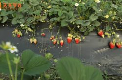 草莓盛果期施肥图片