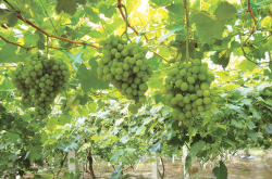种植哪些品种的葡萄有前景