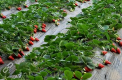 如何种植草莓幼苗?