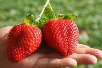 什么样的草莓幼苗比较好？