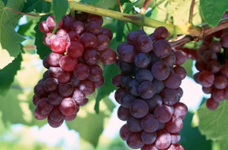 施用肥料对葡萄的负面影响