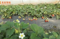 滨州草莓苗图片