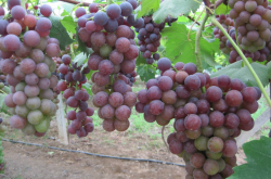 葡萄秋季施基肥的重要性
