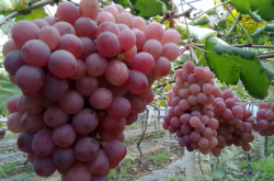 2020年全国种植葡萄的前景