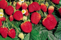 甜查理草莓苗如何培育？