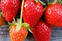 营养土种草莓还需要施肥吗？