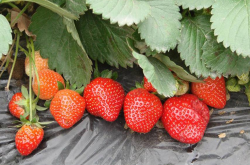 草莓根腐病怎么治？