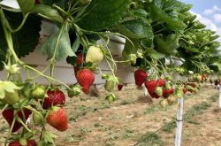 种植草莓什么样的有机肥最好