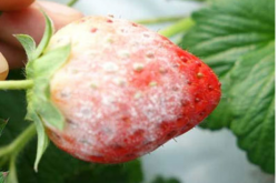 白粉病草莓能吃吗？ 什么草莓不能吃？