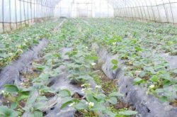 大棚种植草莓怎么育苗