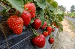 草莓在冬天如何施肥