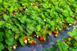草莓人工施肥方案
