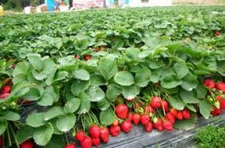 温室草莓施肥技术