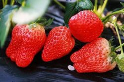 盆栽草莓要怎么施肥