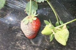 草莓枯萎病如何防治