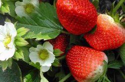草莓是早上施肥还是下午好