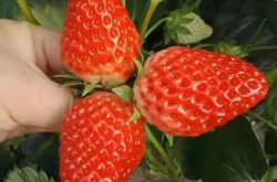 家养草莓施肥方案