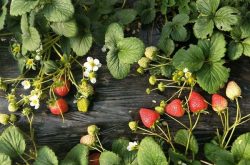 刚栽的草莓如何施肥？
