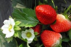 草莓红茎是什么病?