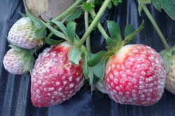 了解草莓白粉病什么时候有，防止草莓减产停产