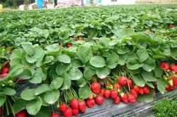 草莓种植技术大全