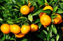 柑橘种植品种选择要注意什么？