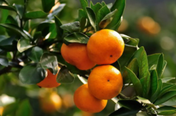 柑橘挂果越多越好吗？