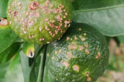 柑橘溃疡病放什么肥料？