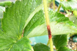 草莓炭疽病怎么防治？