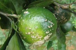 柑橘立枯病的症状以及防治方法是什么？