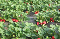 大棚草莓种植的利润有多少？