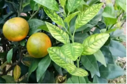 被黄龙病感染的柑橘果树有治吗？