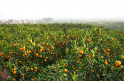 如何办柑橘种植基地？