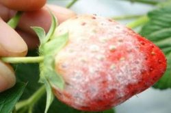 草莓白粉病用啥药