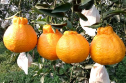 丑八怪柑橘适应什么地区种植？