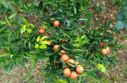 种植柑橘的风险大吗？