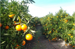 澳大利亚有柑橘溃疡病吗？