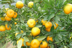 江西哪些地方种植柑橘？