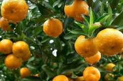 2020种植什么柑橘有前景吗？