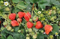 草莓小叶病的症状和防治措施