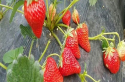 四季草莓苗一年结几次果