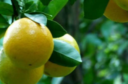 柑橘在南方种植的原因