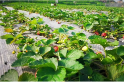 花盆草莓种植技术及日常管理要注意什么？