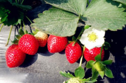 正常草莓什么季节种植？