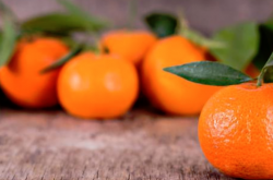 柑橘育苗前景