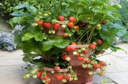 盆栽草莓如何浇水施肥？